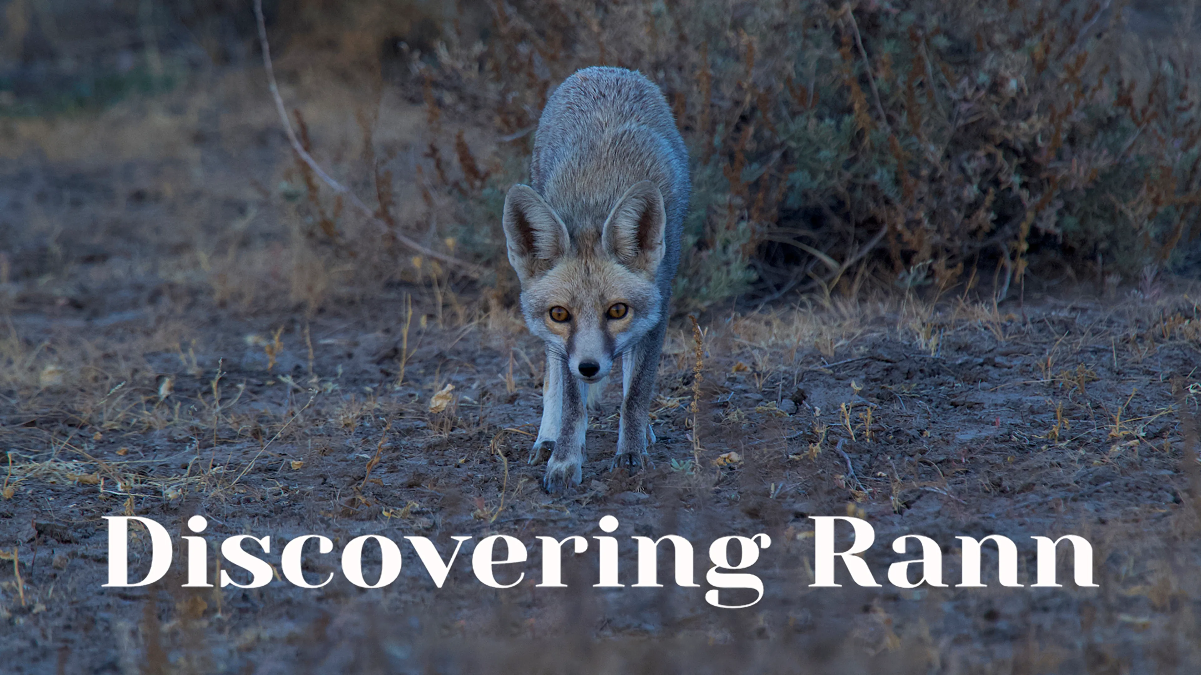 Discovering Rann poster
